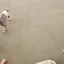 뽀뽀뽀하개 이미지