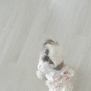 플라워샤인