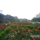 여주장미원