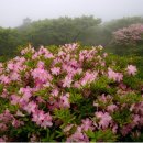 덕유산(대전) 이미지