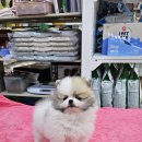 맹구와 땡칠이 이미지