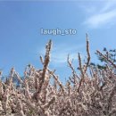 경복궁에 앵두나무가 많은 이유 이미지