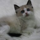 랙돌하우스 이미지