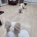 행복펫메이트 이미지