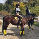 궁평목장 이미지