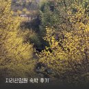 지리산산수유 | 지리산 여행 추천 하동 녹차밭 구례 산수유 봄 여름 여행 지리산정원 숙박 후기