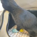 노아동물병원 이미지