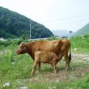 대사로(길안면) 이미지