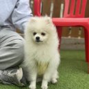 멍멍사우나 이미지