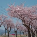 상하리 벚꽃길 이미지