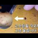 빈대 나온 인천 사우나 충격 댓글 이미지