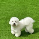 놀러오개 애견유치원 애견호텔 분당직영점 이미지