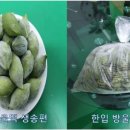 떡사랑영광모싯잎송편