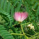 석문방조제 자귀나무 이미지