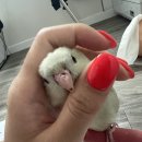 보성통증동물병원 이미지