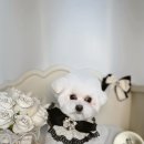 벨르시앙 이미지