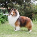 골든베릴셀티 이미지