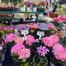 가평잣고을전통시장 | 가평역 놀거리 가평잣고을시장 먹거리 5일장 전통시장 장날