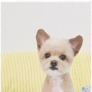 까미애견샵 이미지