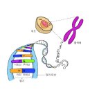 유전자는 어떻게 우리 몸의 모양과 기능을 만들어낼까? 이미지