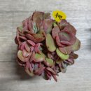 수연슈퍼 이미지