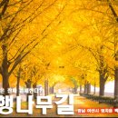 11/1일(토) 최고의 힐링로드! 노란 가을빛이 만든 황금터널 아산투어/도고산산행 이미지