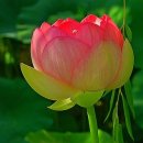 1- 겨울이 지나가고 봄이오면 2-칭찬 10계명 3-제행무상 4 - 좋은영상 늙어 보면 알게 되느니라 이미지