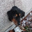 동물의 왕국 이미지