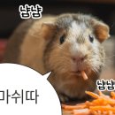 싱싱목장 이미지