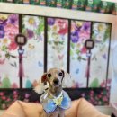 폴링인독 이미지