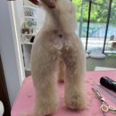 모들펫살롱 이미지