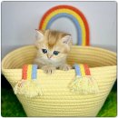 해피고양이분양 이미지