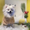 아이즈동물병원 | 강아지 눈물자국이 고민이라면 ? 라이프펫 아이즈 추천해요 !