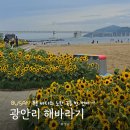 남해싱싱쌩쌩마켓 | 광안리 해바라기 실시간 개화상황 낮 방문 후기