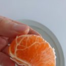 제주농수산 | 제주과일제철 제주천혜향 산방산농수산 농장직영 후기