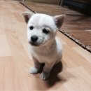 내사랑똥강아지 이미지