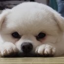 DOG깨비 강아지 미용실 이미지