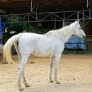 은아목장 이미지