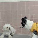 쓰담쓰담애견샵 | 강서 애견 미용실, 강서 애견유치원 추천 &#39;퍼피파파&#39; 후기 !