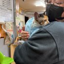 야옹아놀자 | [마곡고양이미용]우리 아이들 스트레스 없이 케어 받은 야옹아놀자 마곡직영점