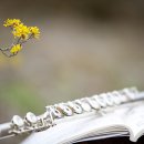 힐링플루트 이미지