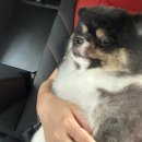 아띠아몽 이미지