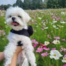 애견가을농장 이미지