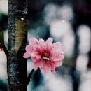자혜의원 Daum카페