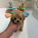 대전애견경매장 | 말티푸분양 크림파티말티푸 자체브리딩을 통한 예쁘고 건강한 아이들!