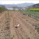 도안농장 이미지