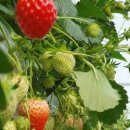 오두농장 이미지