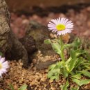 하늘보라 이미지