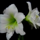 아마릴리스 이미지