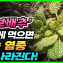 곰보배추 이렇게 먹으면 몸속 염증 싹! 사라진다! (만성염증에 좋은 음식) 이미지